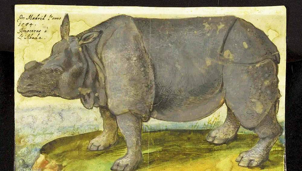 Naturnahes Aquarell „Nashornkuh von Madrid“ aus den Beständen der ehemaligen Serviten-Bibliothek Innsbruck
