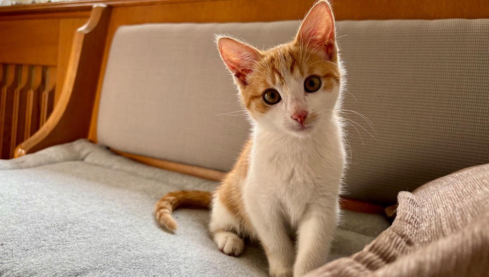 Katze